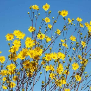 Silphium terebinthinaceum, Prairie Rosinweed, Prairie Dock, Prairie Burdock, Prairie Rosinweed, Turpentine, Turpentine Weed, Yellow Flowers, Yellow Perennials