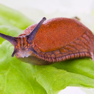 Slug, Slugs, Deroceras, Arion, Milax, Garden Pest