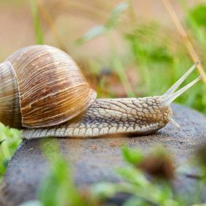 Snail, Snails, Cornu aspersum, Cepaea, Garden Pest