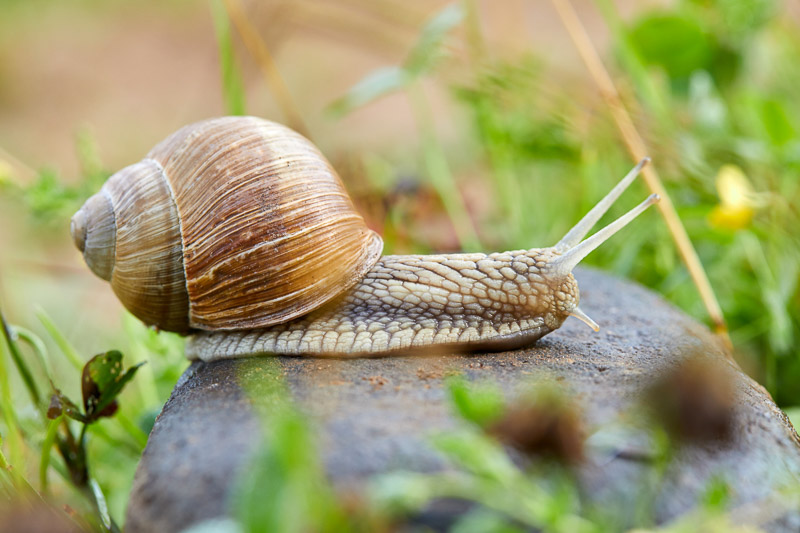 Snails Prevention And Control