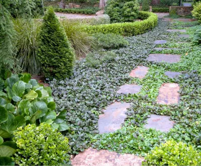 Softening paths, sofetning walkways, Ajuga Reptans, Bugleweed, Carpetweed, Common Bugle, Best perennial plants, best groundcover