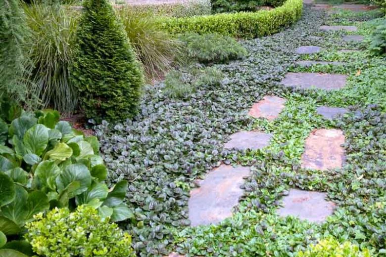 Softening paths, sofetning walkways, Ajuga Reptans, Bugleweed, Carpetweed, Common Bugle, Best perennial plants, best groundcover