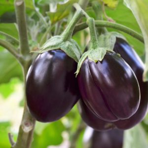 Solanum melongena, Eggplant, Aubergine, Badinjan, Begoon, Bringall, Brinjal, Brown John, Brown Jolly,Egg Plant,Raging Apple, Mad Apple