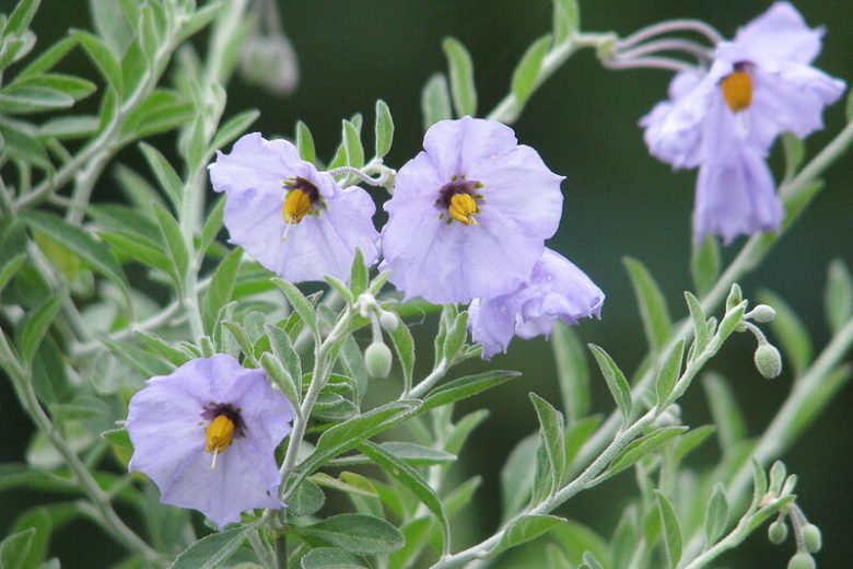 Solanum umbelliferum, Bluewitch Nightshade, Bluewitch, Barba De Chivo, purple flowers, Blue Flowers, California Native Plants, California Native Shrubs
