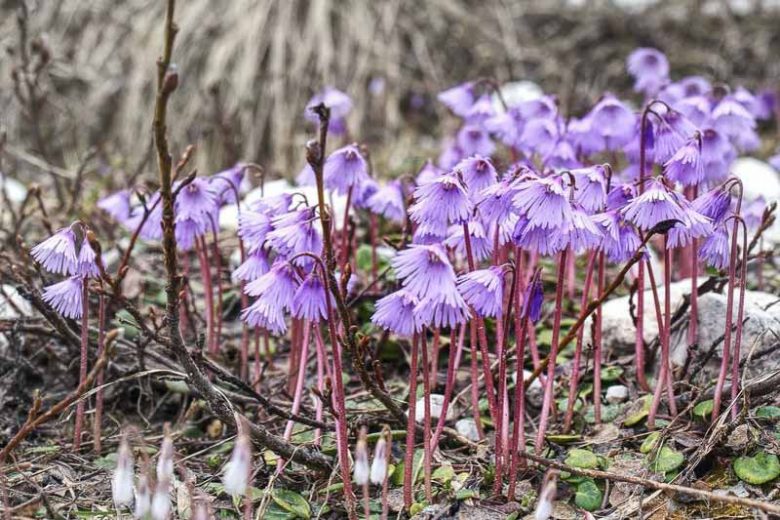 Soldanella alpina, Alpine Snowbell, Blue Moonwort, Blue Flowers, Purple Flowers