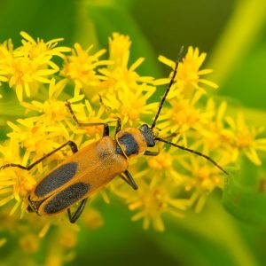 Soldier beetle,  Soldier beetles, Leatherwing Beetles, Cantharidae, Beneficial Insect