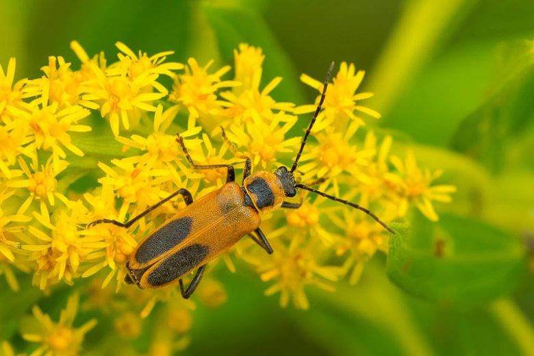 Soldier beetle,  Soldier beetles, Leatherwing Beetles, Cantharidae, Beneficial Insect