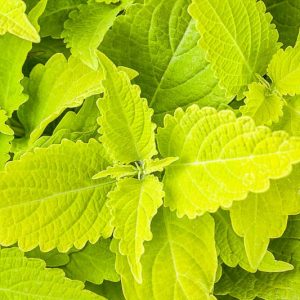 Solenostemon Lime Time™, Coleus 'Lime Time', Plectranthus  'Lime Time', Yellow Coleus,  Yellow Solenostemon,  Yellow Plectranthus