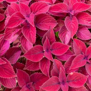 Solenostemon Redhead, Coleus Redhead, Plectranthus Redhead, Red leaves, Red Perennial
