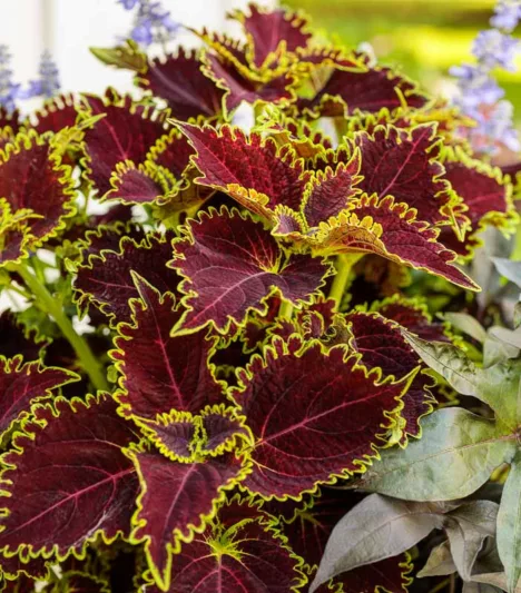 Solenostemon Wicked Witch, Coleus Wicked Witch, Plectranthus  Wicked Witch, Red Coleus, Red Solenostemon, Red Plectranthus