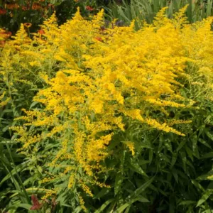 Solidago 'Goldenmosa', Solidago 'Golden Mosa', Fall perennials, Fall Flowers, Yellow flowers