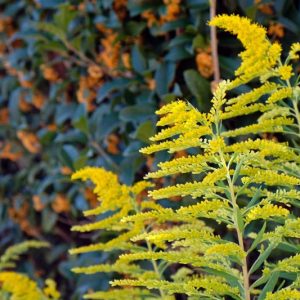 Solidago altissima, Tall Goldenrod, Late Goldenrod, Canadian Goldenrod, Canada Goldenrod, Fall perennials, Fall Flowers, Yellow flowers