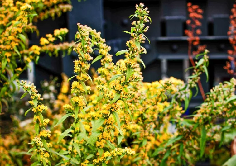 Solidago caesia, Wreath Goldenrod, Blue-stemmed Goldenrod, Bluestem Goldenrod, Solidago axillaris, Fall perennials, Fall Flowers, Yellow flowers