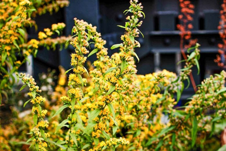 Solidago caesia, Wreath Goldenrod, Blue-stemmed Goldenrod, Bluestem Goldenrod, Solidago axillaris, Fall perennials, Fall Flowers, Yellow flowers