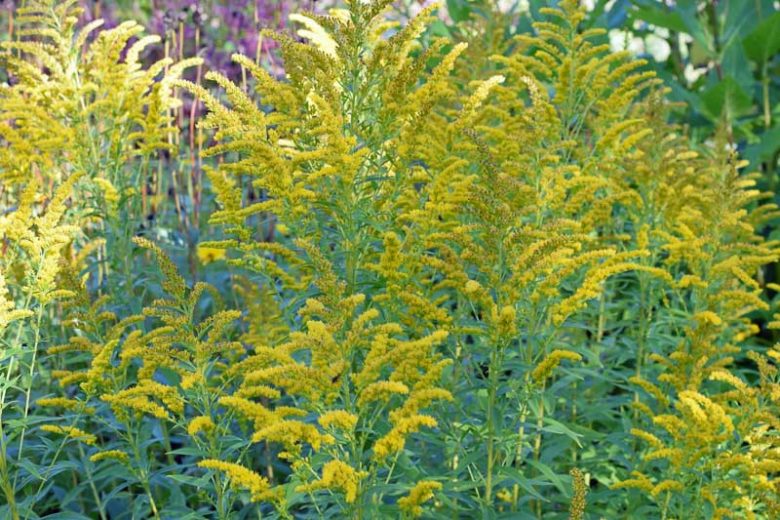 Solidago canadensis, Canada Goldenrod, Canadian Goldenrod, Tall Goldenrod, Giant Goldenrod, Fall perennials, Fall Flowers, Yellow flowers