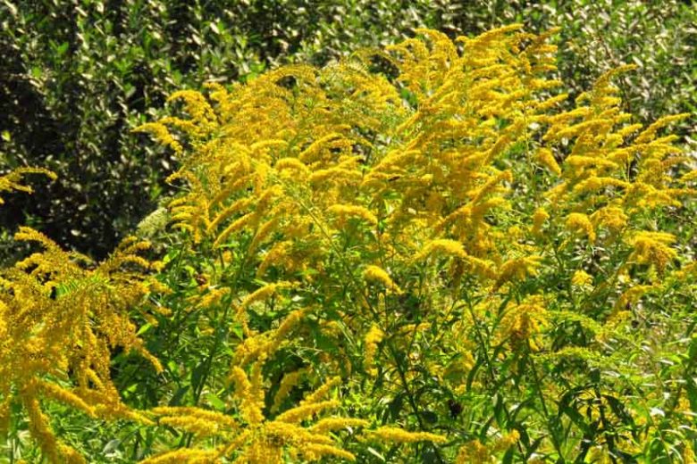 Solidago gigantea, Giant Goldenrod, Smooth Goldenrod, Tall Goldenrod, Late Goldenrod, Early Goldenrod, Fall perennials, Fall Flowers, Yellow flowers