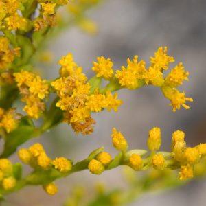 Solidago sempervirens, Seaside Goldenrod, Northern Seaside Goldenrod, Fall perennials, Fall Flowers, Yellow flowers