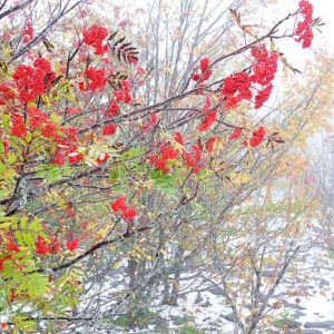 Sorbus americana, American Mountain Ash, Dogberry, Roundwood, Small Tree, Shrub, Red fruit, Red berries, Winter fruits, Fall Foliage
