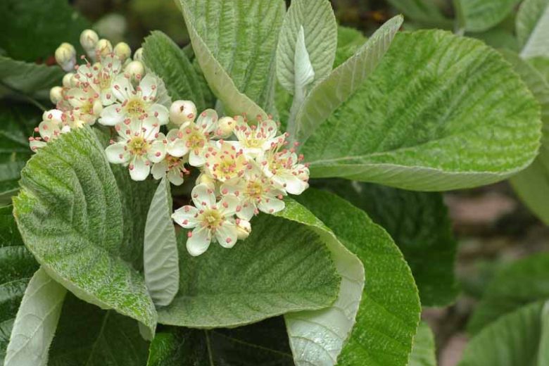 Sorbus thibetica 'John Mitchell', Tibetan Whitebeam 'John Mitchell', Sorbus aria 'Mitchellii', Small Tree, Fall Color, Berries