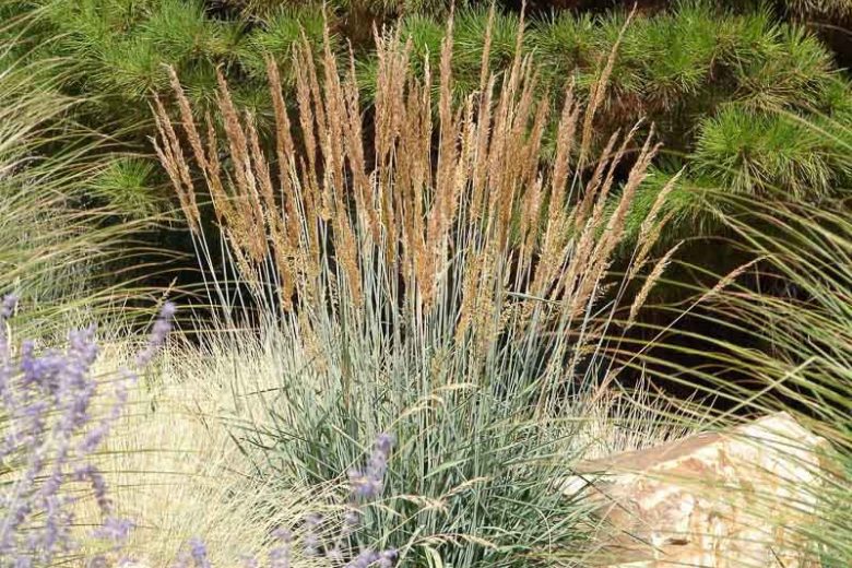 Sorghastrum nutans, Indian Grass, Wood Grass, Sorghastrum avenaceum, Ornamental Grass