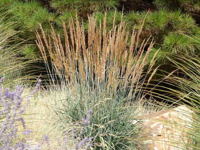 nutans (Indian Grass)