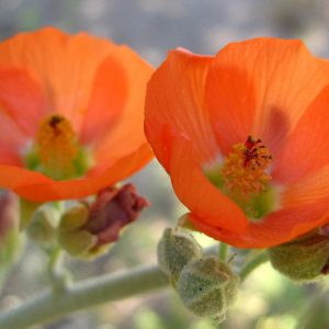 Sphaeralcea ambigua, Desert Globemallow, Apricot Globe-Mallow, Desert Mallow, Globe Mallow, Apricot Mallow, Orange Flowers