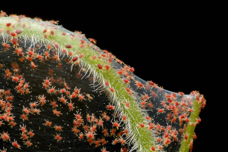 Spider Mites: Identification, Prevention, and Control Strategies