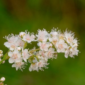 Spiraea alba, White Meadowsweet, White Flowers, Spiraea alba Du Roi