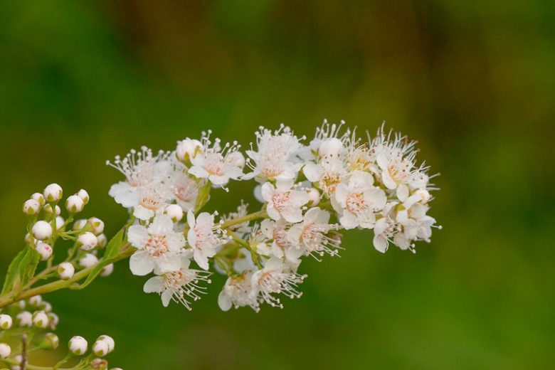 Spiraea alba, White Meadowsweet, White Flowers, Spiraea alba Du Roi