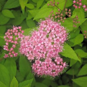 Spiraea japonica, Japanese Spirea, Japanese Meadowsweet, Pink Flowers, Pink Shrubs
