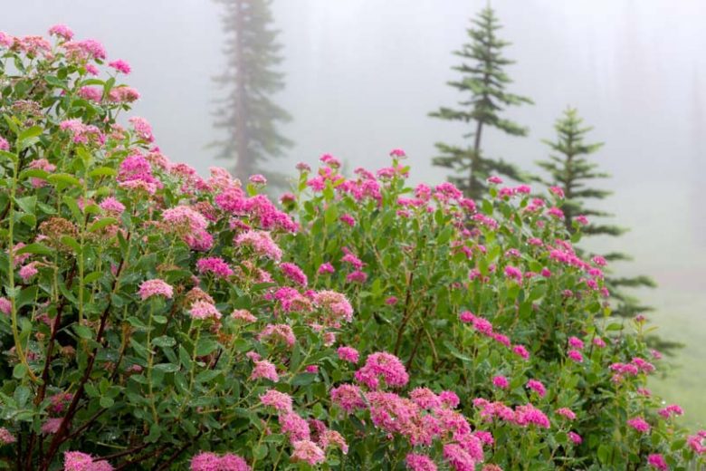 Spiraea splendens, Rose Meadowsweet, Rosy Spiraea, Subalpine Spiraea, Mountain Spiraea, Spiraea densiflora, Pink Flowers, Pink Spiraea