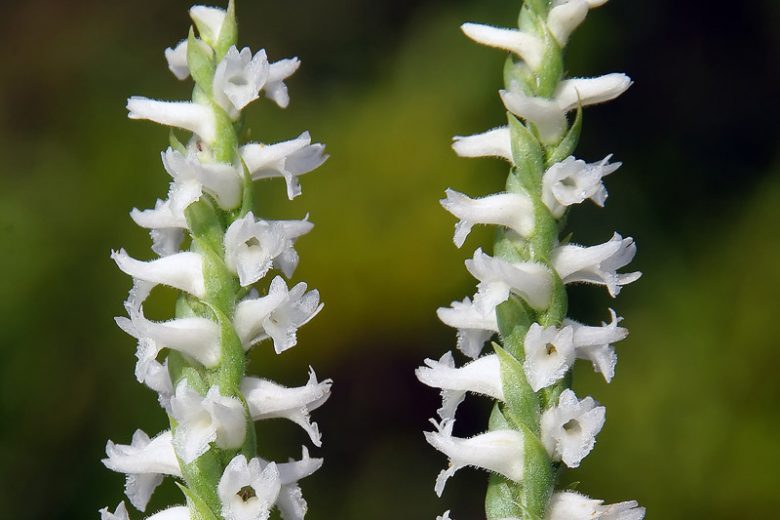 Spiranthes cernua, Nodding Ladies'-tresses, Ladies'-tresses, Nodding Lady's Tresses, Ibidium cernuum, Bog Orchid, Hardy Orchid