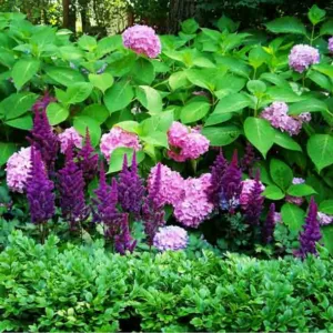 Perennial Combinations, Plant Combinations, Summer Borders, shade gardens, shade plants, hydrangea endless summer, chinese astilbe visions, boxwood, shady border, hydrangea macrophylla Endless summer, astilbe chinensis Visions, pink or purple flowers, car