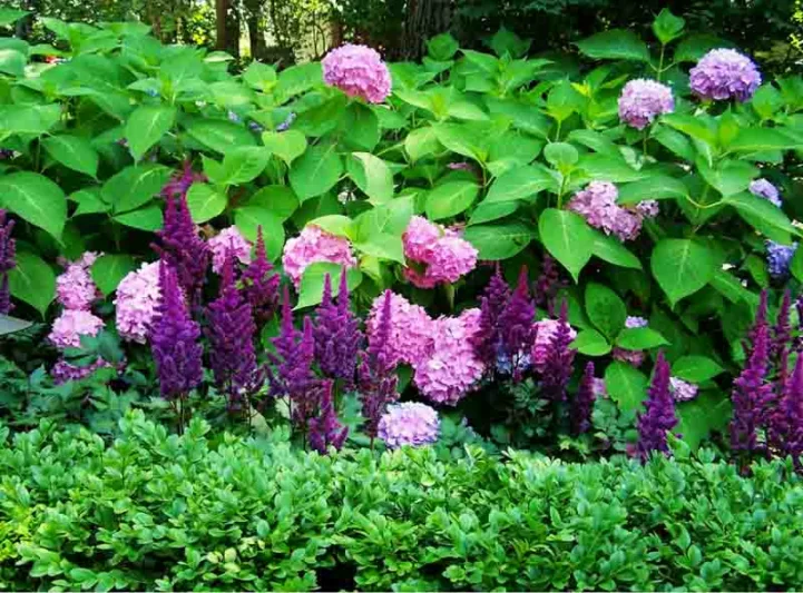 Perennial Combinations, Plant Combinations, Summer Borders, shade gardens, shade plants, hydrangea endless summer, chinese astilbe visions, boxwood, shady border, hydrangea macrophylla Endless summer, astilbe chinensis Visions, pink or purple flowers, car