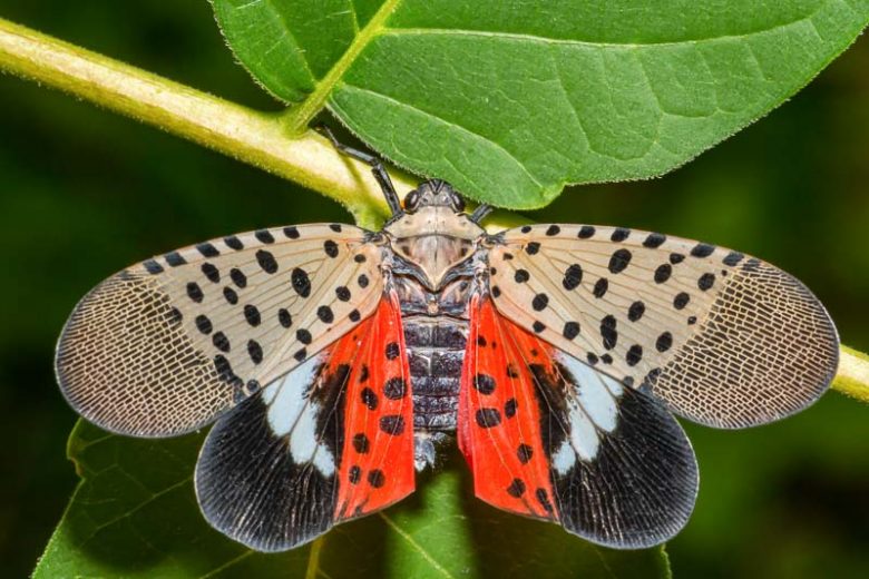Spotted Lanternfly, Spotted Lanternflies, Lycorma delicatula