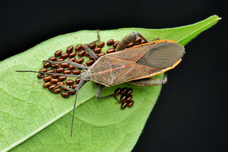 Squash Bug,  Squash Bugs, get rid of Squash Bugs, Anasa tristis