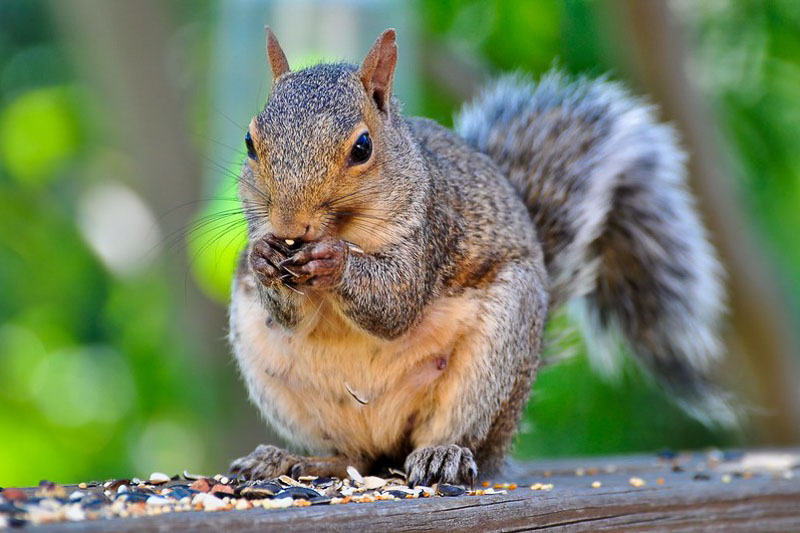 Squirrels: 11 Methods to Keep Them Away From Your Garden