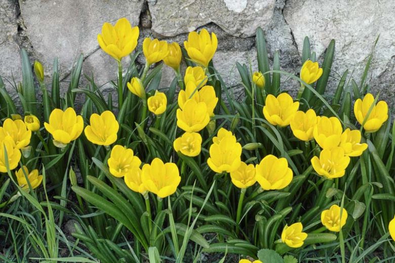 Sternbergia lutea, Winter Daffodil, Fall Daffodil, Lily of the Field, Yellow Amaryllis, Yellow Starflower, Yellow Fall Flower