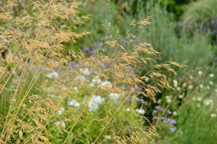 Stipa Gigantea, Golden Oats, Giant Feather Grass, Giant Needle Grass