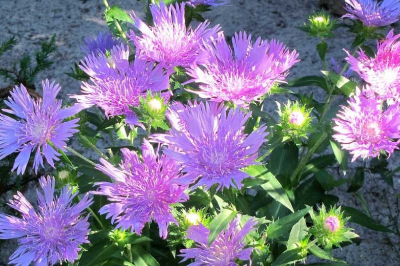 Stokesia laevis, Stokes Aster, Purple perennial, Native Perennial, Drought Tolerant Perennial