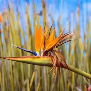 Strelitzia juncea, Bird of Paradise, Strelitzia, Crane Flower, Bird of Paradise Flower, Narrow-leaved Bird of Paradise, Rush-leaved Strelitzia