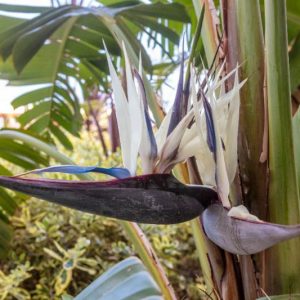 Strelitzia nicolai, White Bird of Paradise, Wild Banana, Giant Bird of Paradise, Strelitzia alba subsp. nicolai, Bird of Paradise Plant