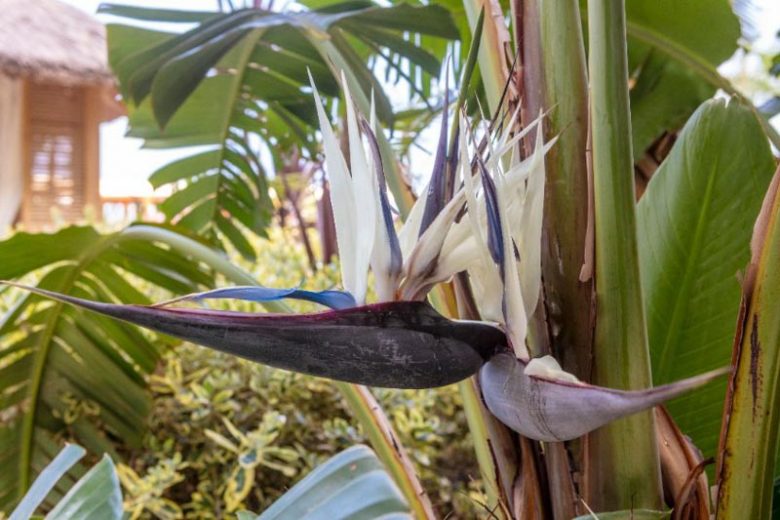 Strelitzia nicolai, White Bird of Paradise, Wild Banana, Giant Bird of Paradise, Strelitzia alba subsp. nicolai, Bird of Paradise Plant