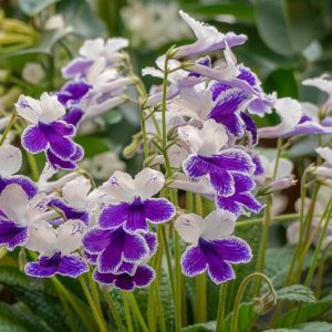 Streptocarpus 'Purple Panda, Cape Primrose 'Purple Panda', Purple flower, PurpleCape Primrose, Purple Streptocarpus