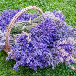 most fragrant lavenders, strongly scented lavenders, English Lavender, Lavandin, lavandula angustifolia, lavandula x intermedia, fragrant lavenders