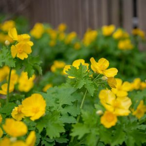 Stylophorum diphyllum, Celandine Poppy, Yellow Wood Poppy, Yellow Flowers, Yellow Perennials