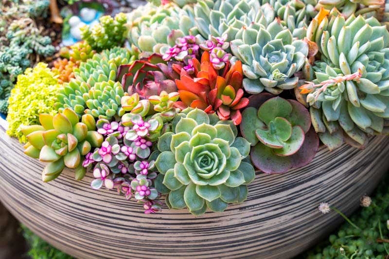 Succulents: Unleash your creativity with their shapes and colors!