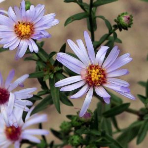 Symphyotrichum chilense, Common California Aster, Pacific Aster, Aster chilensis, Fall perennials, Fall Flowers, Purple Asters