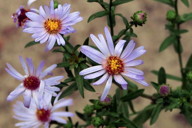 Symphyotrichum chilense, Common California Aster, Pacific Aster, Aster chilensis, Fall perennials, Fall Flowers, Purple Asters