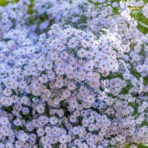Symphyotrichum cordifolium, Blue Wood Aster, Heart-Leaf Aster, Aster cordifolius, Fall perennials, Fall Flowers, Lavender Asters, Blue Asters
